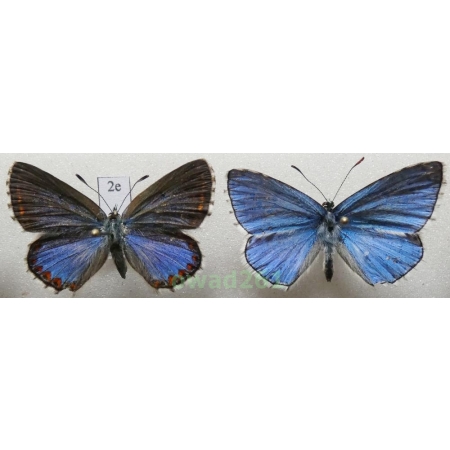 Polyommatus bellargus (Rottemburg, 1775) pair Poland2e